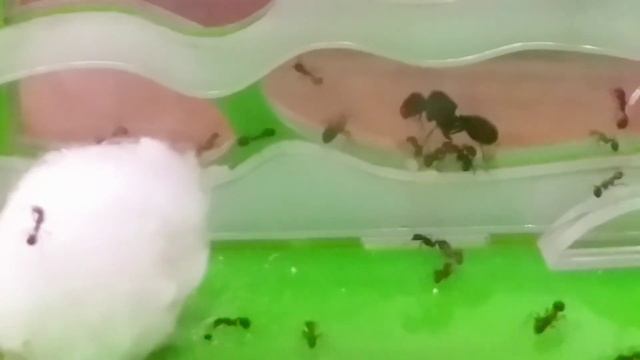 Переселение муравьёв жнецов Messor structor смотреть онлайн