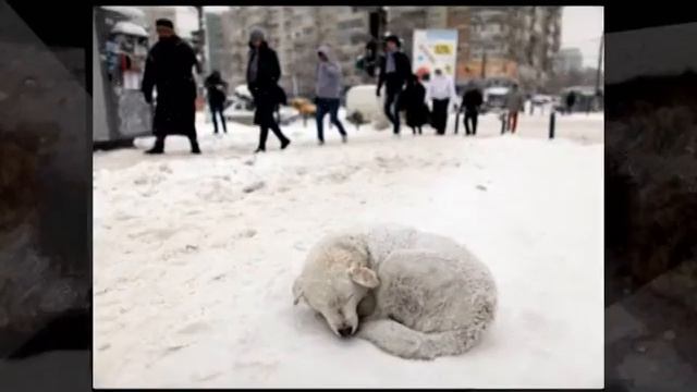 Бездомные животные смотреть онлайн