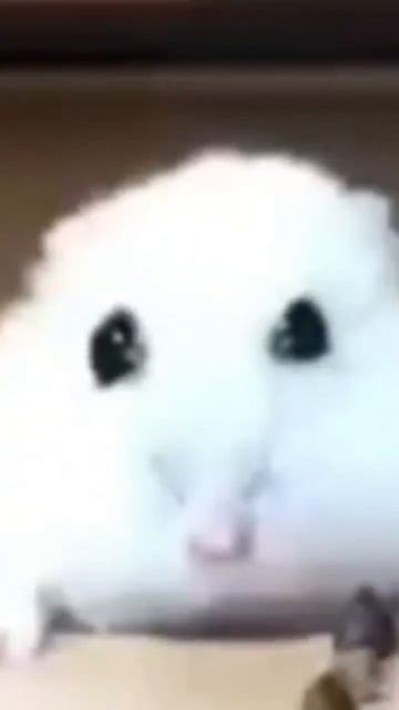 грустный белый хомяк смотреть онлайн