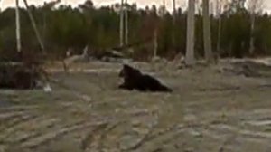 отстрел медведя