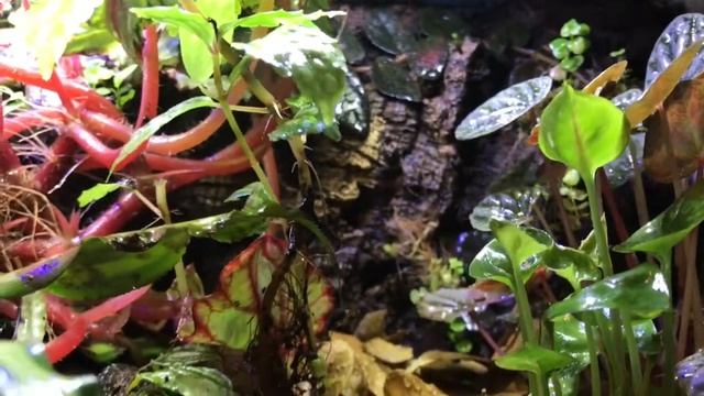 ONE YEAR LATER!! | 20 Long Dart Frog Vivarium | Front Opening Conversion смотреть онлайн