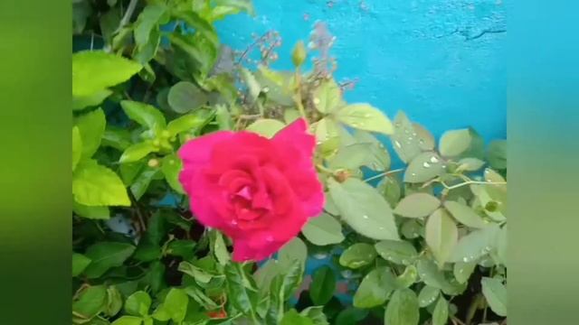 பன்னீர் ரோஜா செடி வளர்ப்பு,panner rose plant/#beautytips #glow #gardening смотреть онлайн