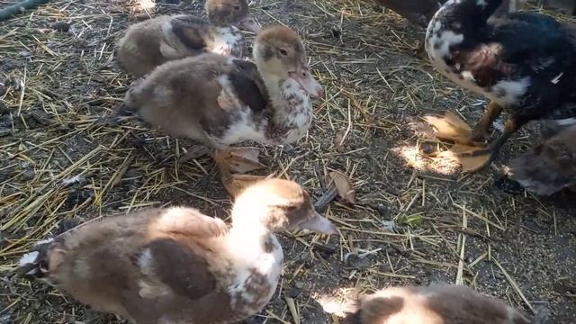 индоутята квочка смотреть онлайн