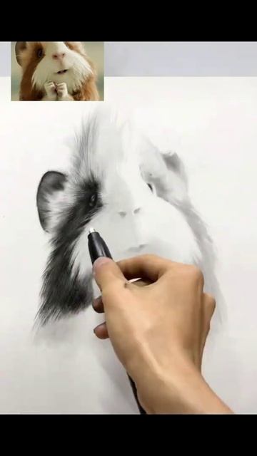 Draw a cute little guinea pig смотреть онлайн