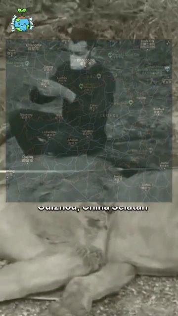 Bukan Mitos!! Fosil ini ditemukan ilmuan di china! #misteri#faktaunik#infomenarik#mitos#naga#fosil смотреть онлайн