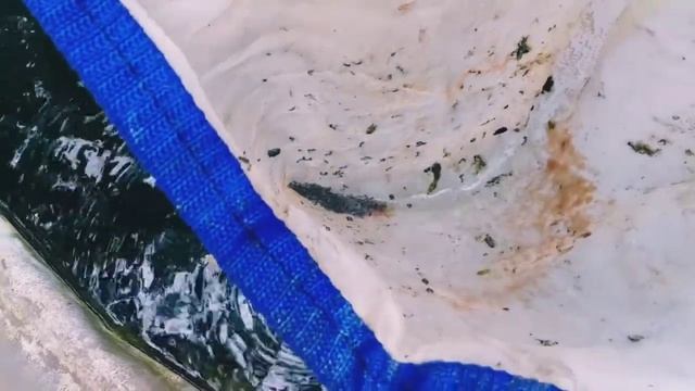 si Merah Moina Macrocopa siap dipanen смотреть онлайн