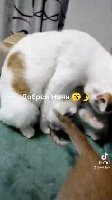 Мои Любимые Котики Желают Всем Доброй Ночи 🥱🌛 смотреть онлайн