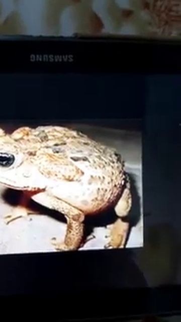 طول الامعاء في الدعاميص وقصرها في الضفادع للخامس العلمي смотреть онлайн