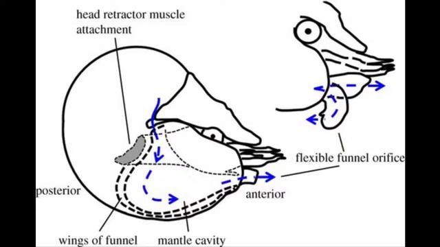 marine bio Chambered nautilus смотреть онлайн
