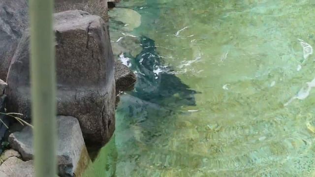 #1-4 Aug 2020 at Oji zoo, Kobe, Japan смотреть онлайн