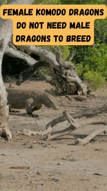 Komodo Unique Facts #shorts #animals смотреть онлайн