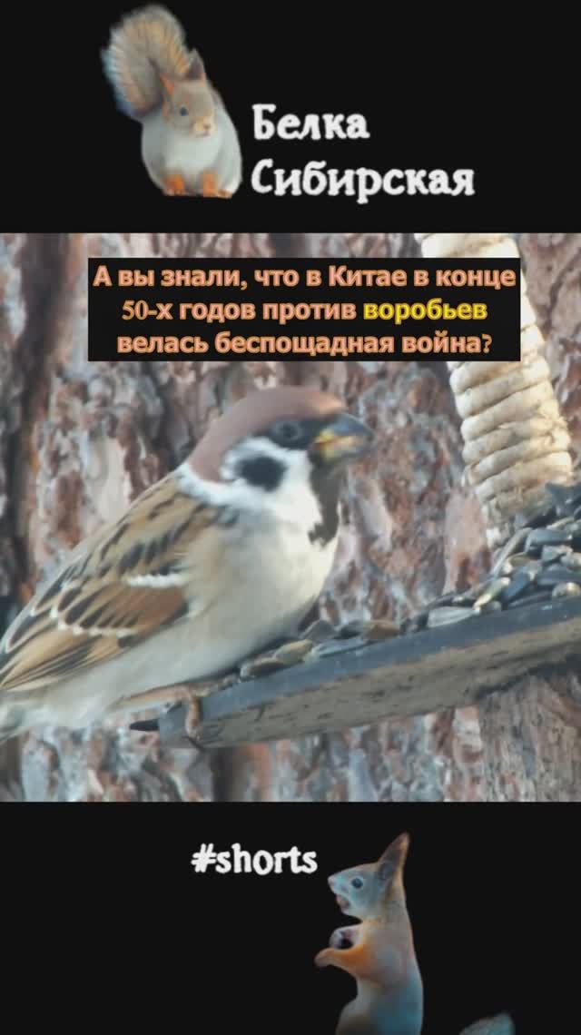 Воробьишки не воришки, а помощники