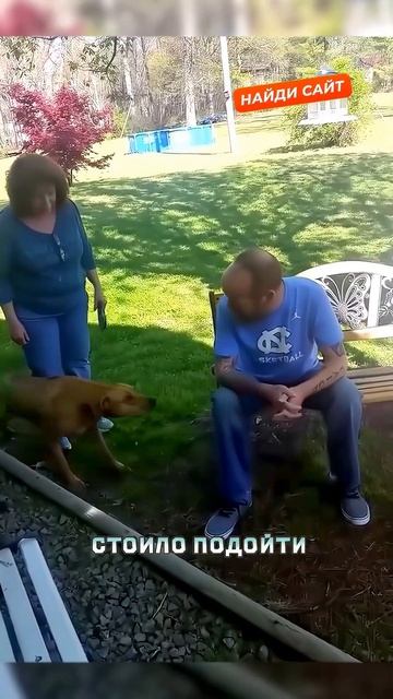 Долгожданная встреча пса и хозяина после долгой разлуки 😮 смотреть онлайн