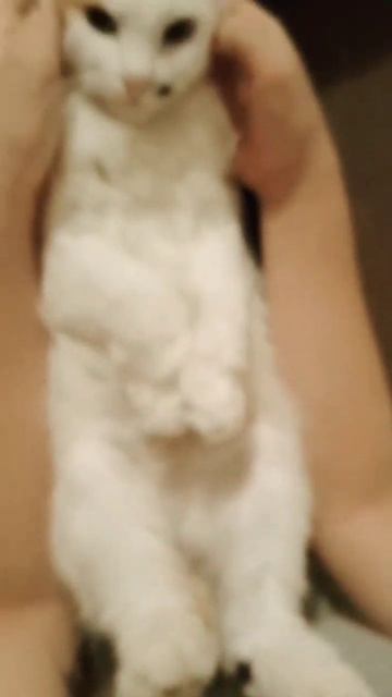 Злая кошка смотреть онлайн
