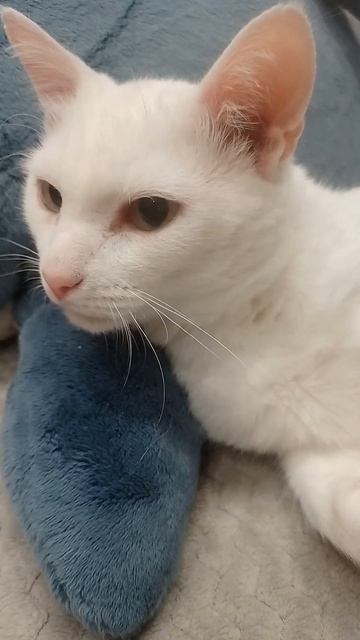 ТИМА ⭐🐾 смотреть онлайн