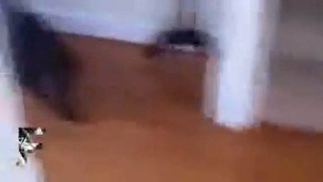 Домашние животные СОБАКИ! смотреть онлайн