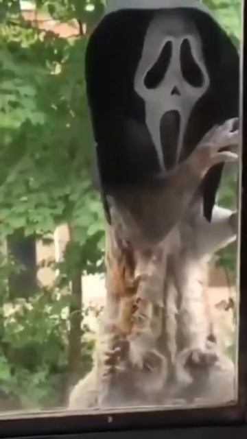 Halloween and cool animals!)) Very cool videos with a squirrel # Shorts смотреть онлайн