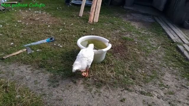 Гуси довольные - им сделали ручей из пруда! смотреть онлайн