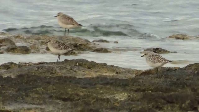 Grey Plover ,Pivieressa (Pluvialis squatarola) смотреть онлайн
