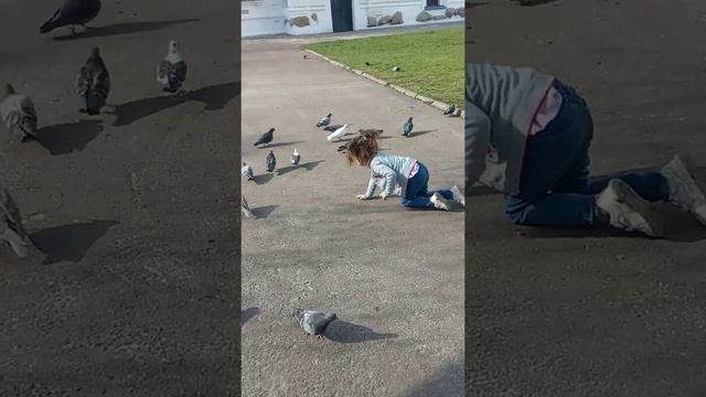 Голубиная охота смотреть онлайн