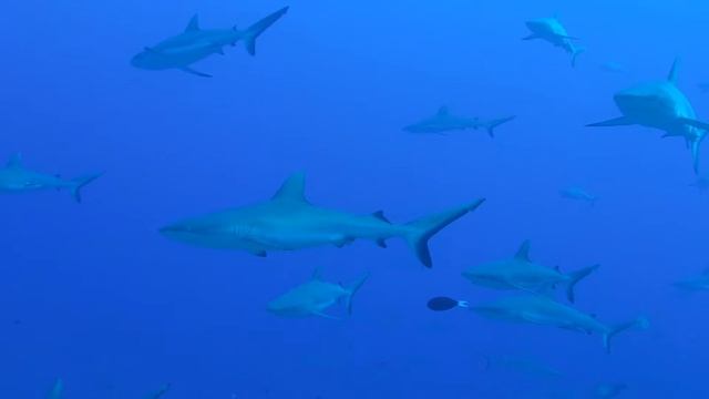 Fakarava South Tomakohua pass смотреть онлайн