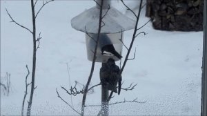 Прилетели скворцы нужно идти кормить