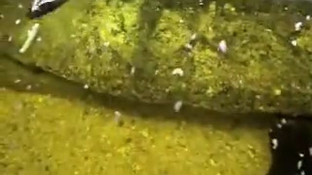 DITISCOS смотреть онлайн