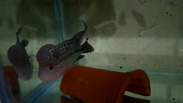 Flowerhorne Monster Kok Grad A*** / Zaklaria - Sig смотреть онлайн