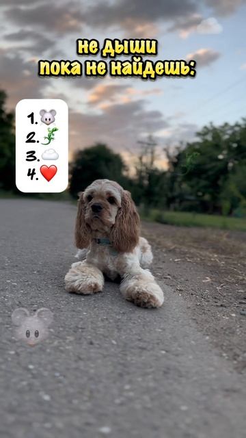 получилось? 🛒- Сэм на связи #рек #собака #рекомендации #cockerspaniel #animals #животные #puppy смотреть онлайн