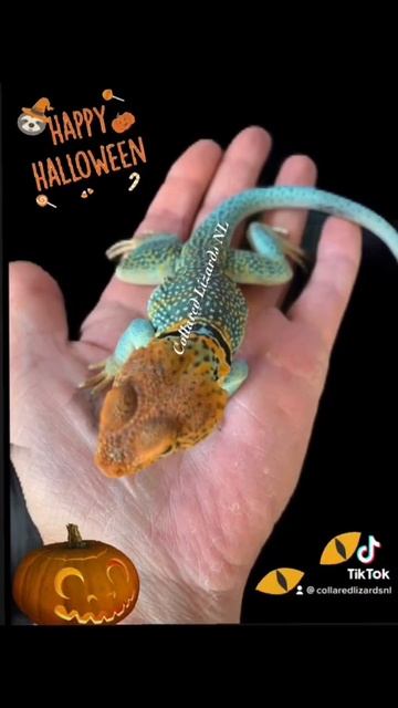 Happy Halloween at Collared Lizards NL смотреть онлайн