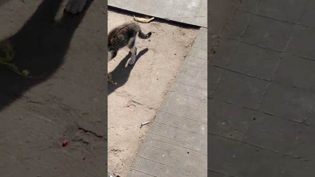 Подкинули котёнка смотреть онлайн