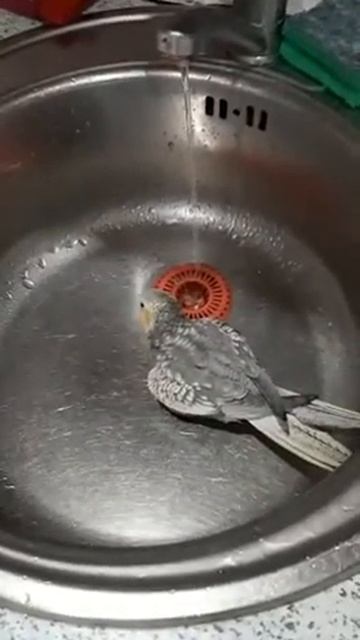 Корелла "Черри" купается в умывальнике. смотреть онлайн