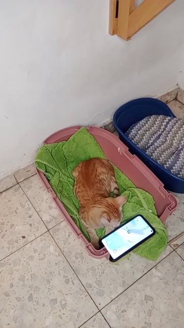 легла спать смотреть онлайн