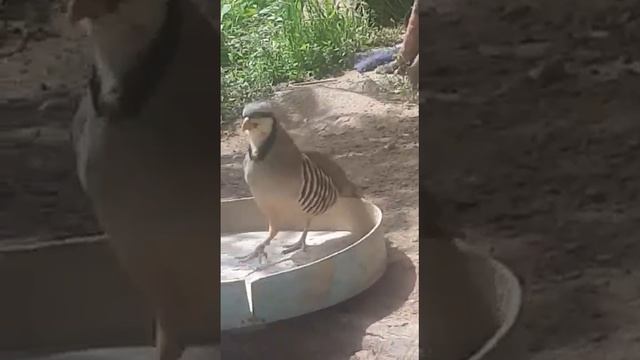 Кабки Гибриди чанги смотреть онлайн