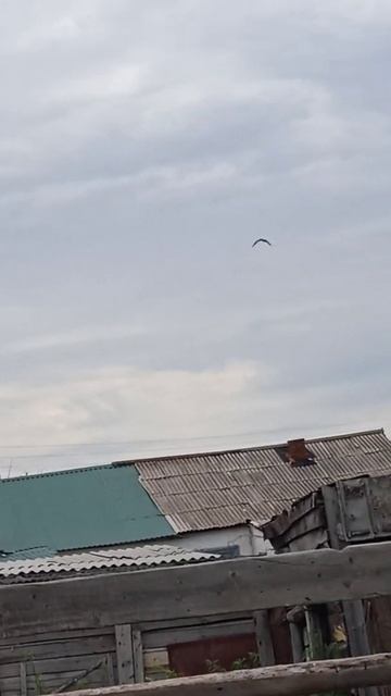 Орёл в Омске смотреть онлайн