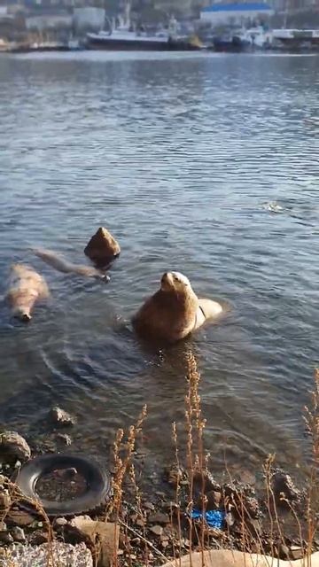 Сивучи на Камчатке смотреть онлайн