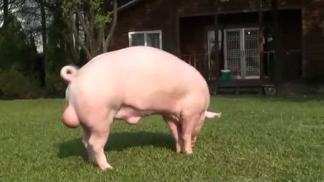 水波-雄獅Y1111-16 (R203444) смотреть онлайн