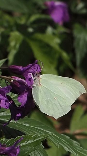 motyl latolistek cytrynek ( Gonepteryx rhamni, Brimstone butterfly ) смотреть онлайн