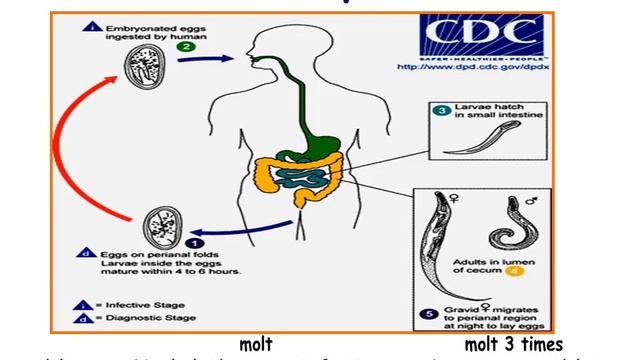 Practical | Enterobius vermicularis | 2019 смотреть онлайн
