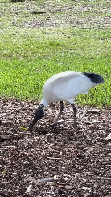 The Australian White Ibis #birds #wildlife смотреть онлайн