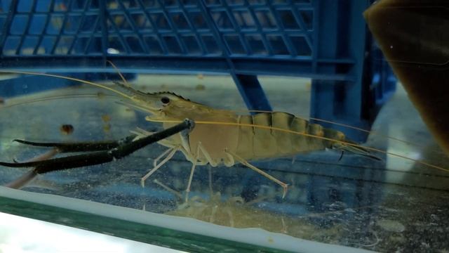 Афера століття, або крутий бізнес. Macrobrachium rosenbergii. Giant Freshwater Prawn. смотреть онлайн