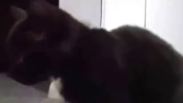 КОШКА ПОЕТ смотреть онлайн