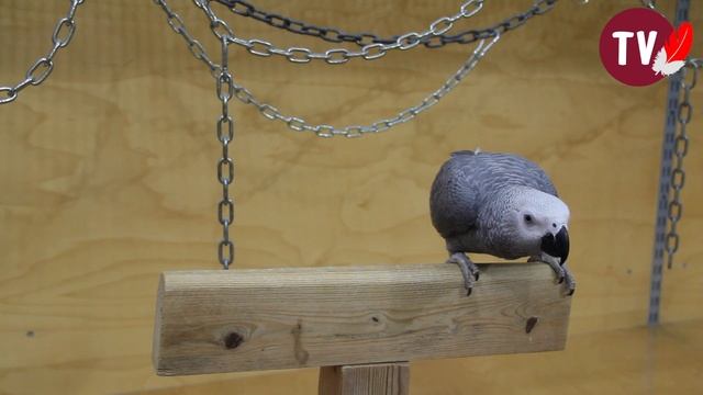 Psittacus Idea - Let's play with laser смотреть онлайн