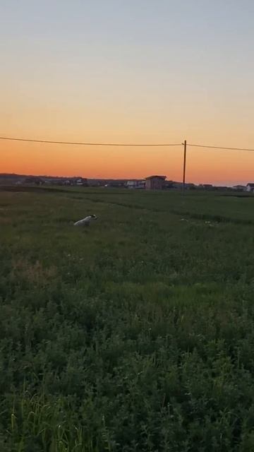 English Pointer puppy training for pheasant hunting смотреть онлайн