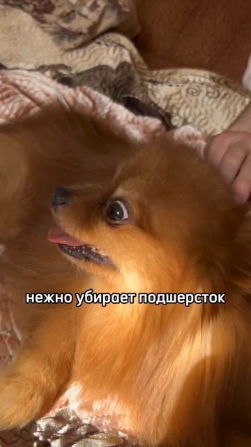 Паровая щетка, артикул: 221221646 смотреть онлайн