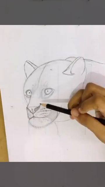 Leopard pencil drawing#leopard#jungle#roar#Pencildrawing #pencil#pencilsketching#katyperry#tendua смотреть онлайн