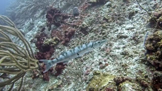 260 Barracuda Curacao смотреть онлайн
