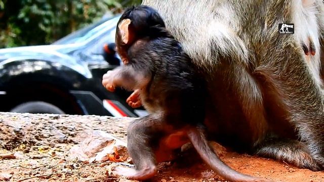 My Milk..Mom|Tara used terrify hand block milk Titan|Event mom try block but Titan try till succes смотреть онлайн