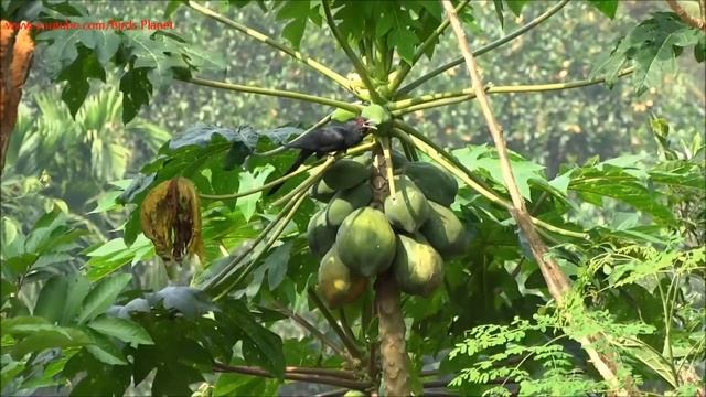 Birds fight for Papaya...... Very interesting one смотреть онлайн