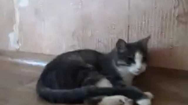 Кошкам нужен новый дом смотреть онлайн